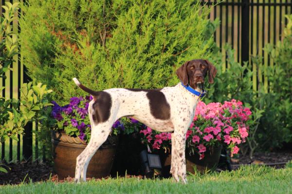 /images/uploads/southeast german shorthaired pointer rescue/segspcalendarcontest2019/entries/11433thumb.jpg